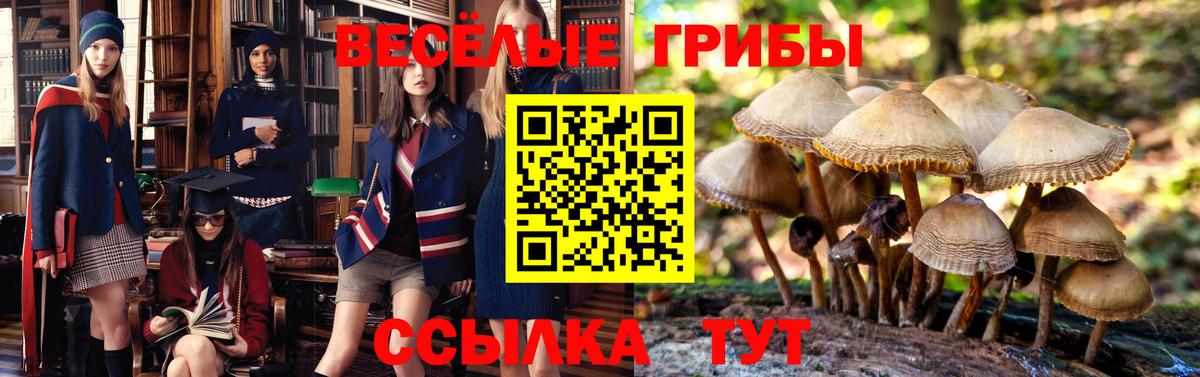 Балашов  Псилоцибиновые грибы GOLDEN TEACHER  Вход с VPN 